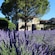 Buildings with trees and a yard full of lavender